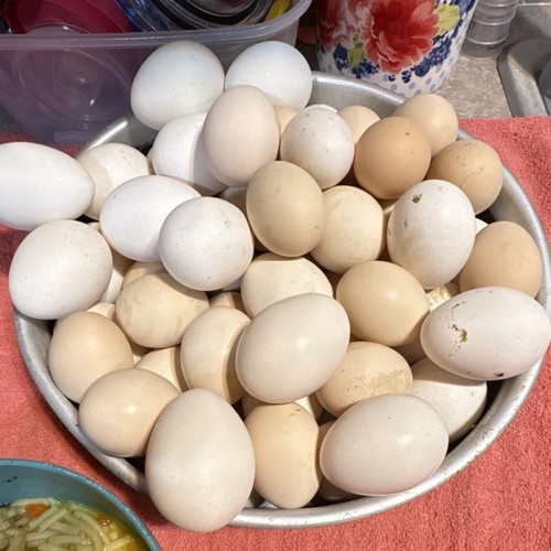 Silkie polish chicken - polish,
