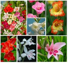 50x Gladioli NANUS MIXED