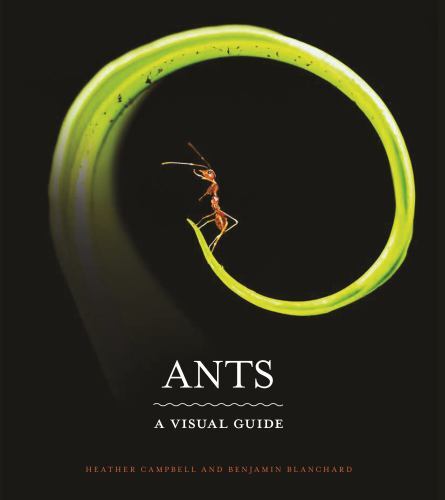 Ants visual guide by - :,