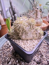 large Pachypodium Eburneum