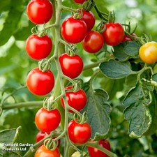 Moneymaker Cherry Tomato-  ~50