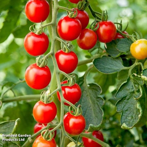 Moneymaker cherry tomato 50 - moneymaker,