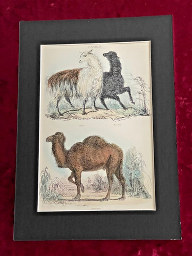 Thomas landseer camels - landseer, "camels"
