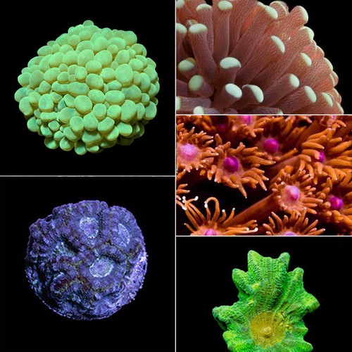 Aquacultured premium lps - premium, frag