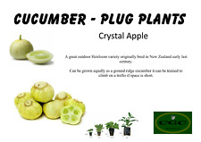 Cucumber Plug Plants - Crystal