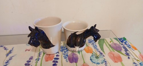 Blue witch scottish - blue, terrier