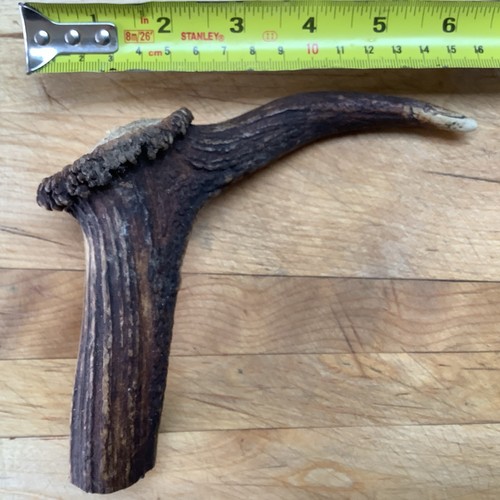 Deer antler walking stick top - deer,