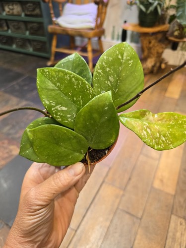 The hoya carnosa - the,