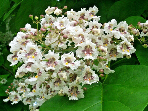 Southern catalpa seeds - catalpa,