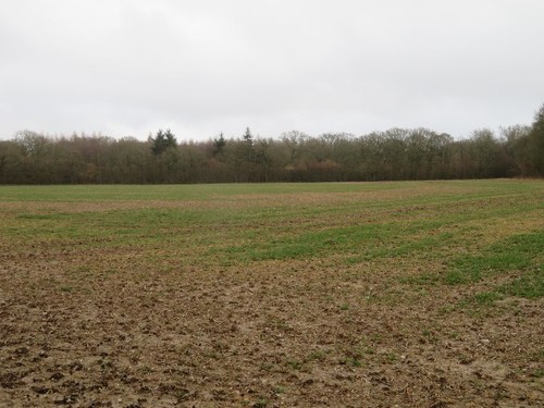 Photo 6x4 copse ground - 6x4,