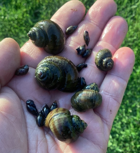 Wild pond snail mix - wild, 5x