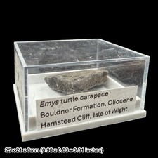 Emys Turtle Carapace Fossil