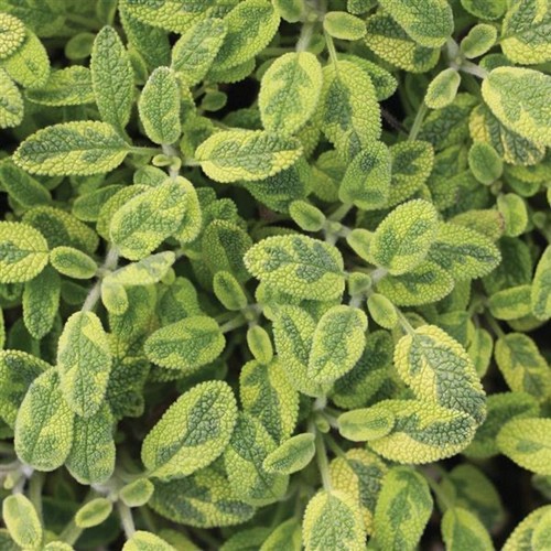Golden variegated sage - 2,