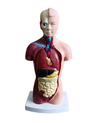 Human torso educational - human,