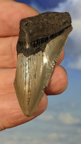 Megalodon juvenile shark - megalodon,