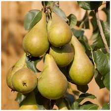 Dwarf Patio Concorde Pear