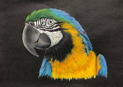 Gold blue macaw print - macaw,