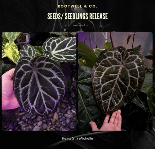 Anthurium heinz michelle - anthurium,