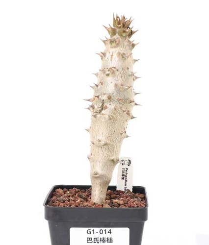 Sale pot 9cm pachypodium - pot,