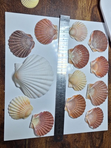 Flat colourful natural scallop