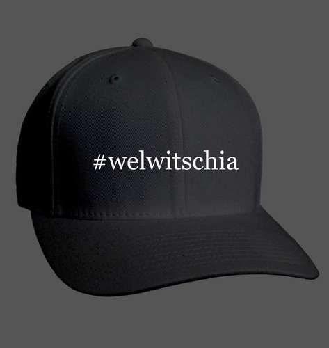 Welwitschia adult hashtag - #welwitschia,