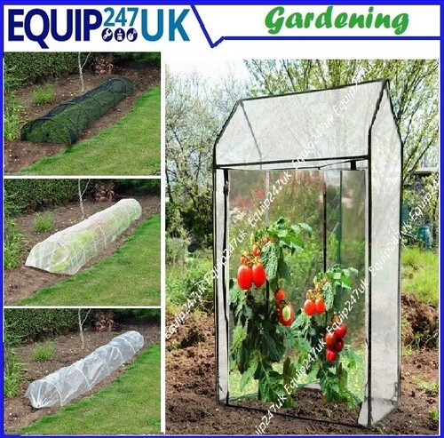 Large tomato plant - large, house