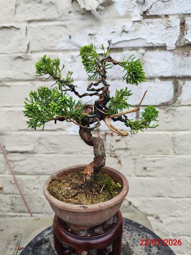 Mini juniper bonsai - mini,