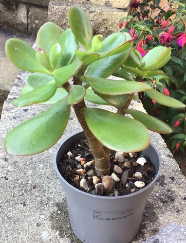 Large jade plant crassula - large,