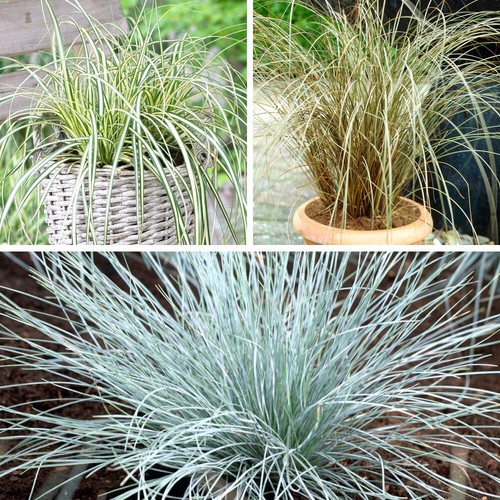 Ornamental grass plant - ornamental,