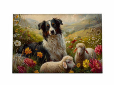 Border Collie Sheep Meadow