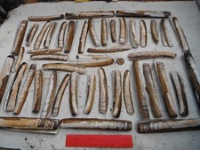 job lot of Razor Clam shells, North Wales, crafting,aquarium ,home decor etc