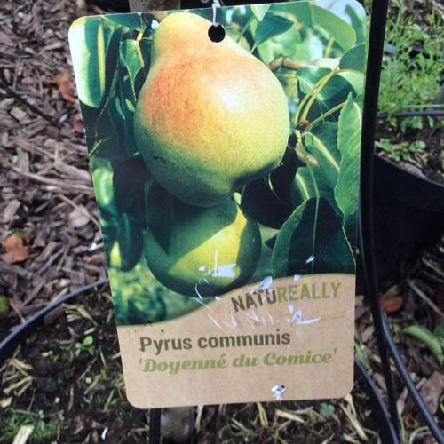 6ft pear tree - x,