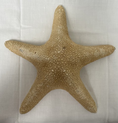 Large natural dried starfish - dried,