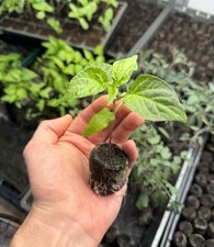 Scotch Bonnet Chilli Pepper