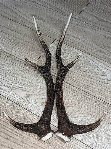 Pair sika deer antlers - sika,