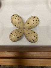 Replica avocet eggs - replica,