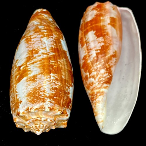 Extra large conus - extra,