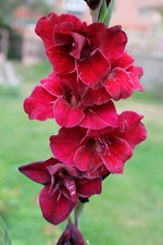 10 Gladiolus ‘At Night’