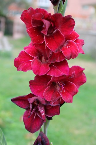 Gladiolus night - gladiolus, ‘at