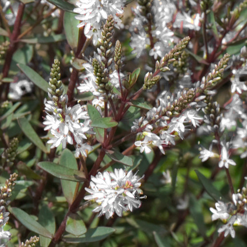 Hebe champagne shrubby - champagne,