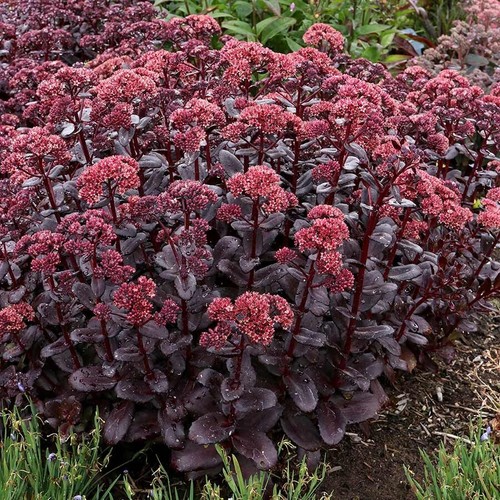 Sedum touchdown teak 9cm - -,