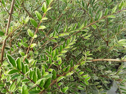 Lonicera nitida silver beauty - silver,