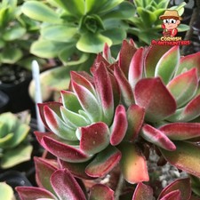 Echeveria 'Devotion'  Cutting