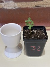 Rare Boswellia sacra