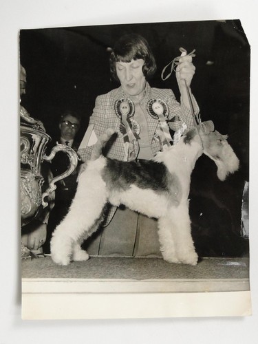 Crufts supreme champion - crufts,