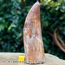 4.25" huge carcharodontosaurus dinosaur tooth fossil (similar to t-rex) -