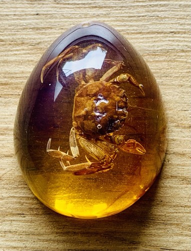 Polybern variety with - (amber),