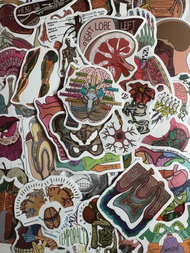 Anatomy medical stickers - medical,