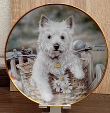 Westie Plate 'Hitching a Ride"