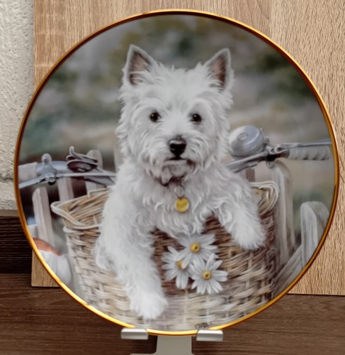 Westie plate hitching ride - plate, a